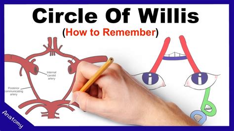 Stehbens regards a normal circle of willis to be one in which there is a complete anastomotic polygon, which may show considerable variability not only of its components but also its branches. Circle of Willis Mnemonic (How to remember) - YouTube