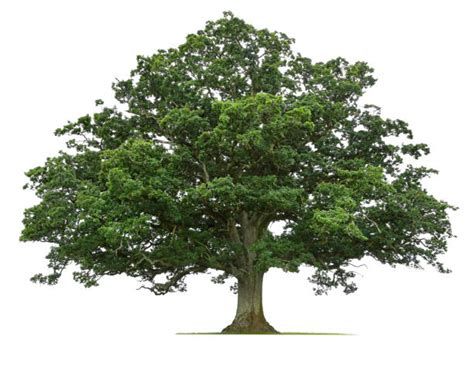 Oak Tree Stock Photography