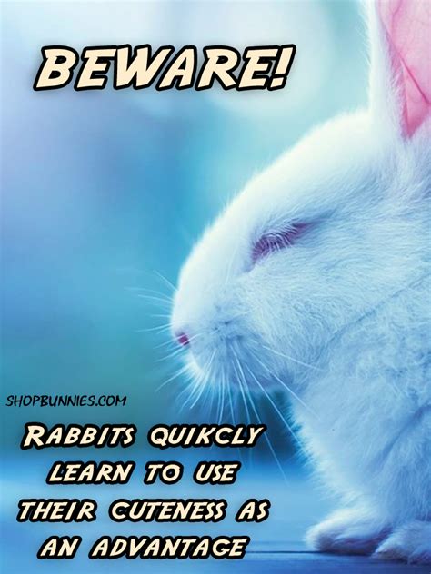 Only The Cutest Rabbit Pictures Advice Sayings Quotes Fluffyness