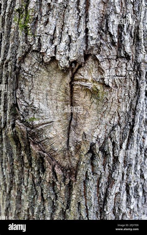A Heart Carved Into A Tree Trunk Stock Photo Alamy