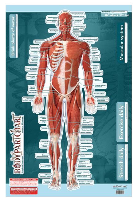 Muscular System Sticky Wall Chart Anterior Clinical Charts And Supplies