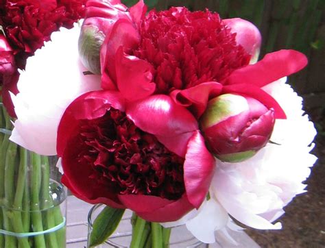 Dark Red Peonies With Just A Touch Of Blush Pink Also Peonies For The