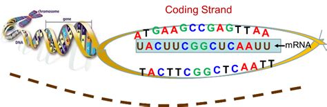 In place of every thymine (t), mrna contains a uracil (u) substitution. Genes