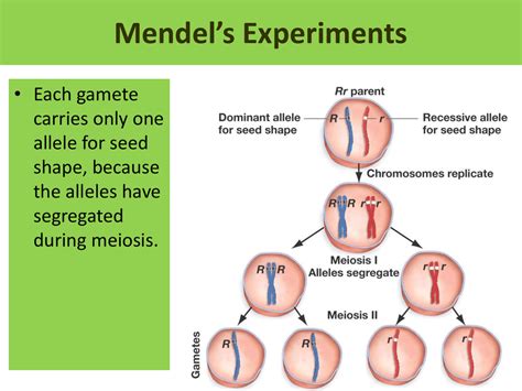 Mendels Experiments • Each Gamete Carries Only One Allele For Seed