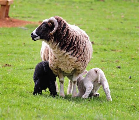 Jacob Sheep Breed Information Excellent Wool Producing Sheep With