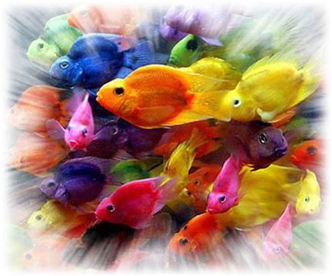 Beautiful Fish Art Rainbow Fish Over The Rainbow Rainbow Colors