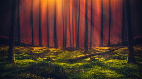 Sun Rays Wallpaper 4k Forest Grass Woods Tall Trees Sunny Orange