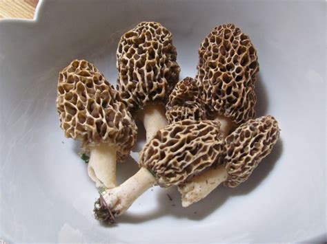 A Slice of Earthly Delight: Backyard Morel Mushrooms