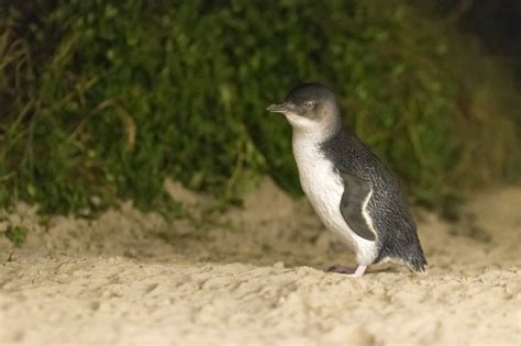 As the sun goes down, hundreds (often thousands) of little penguins return to their beach burrows after days the penguin parade is an extremely popular attraction and does sell out, so book a couple of months in advance. Phillip Island, Maru Wildlife Park and Brighton Bathing ...