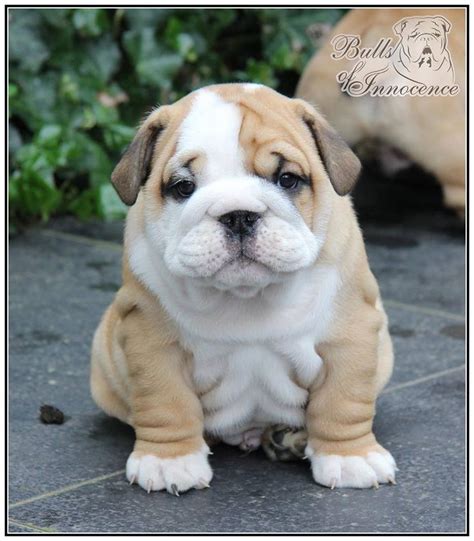 English bulldog puppies at alibaba.com for all types of interior decoration purposes. 10515 best Too Cute images on Pinterest | Animals, Baby animals and Adorable animals