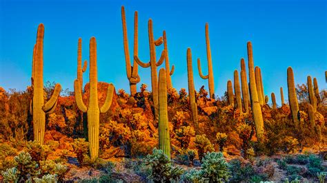 Rising Cacti Theft Sparks Plant Microchipping At Arizona National Park