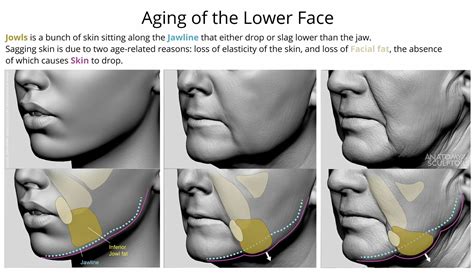 Anatomy For Sculptors Aging Of The Lower Face