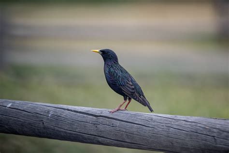 Starling Bird Free Stock Photo - Public Domain Pictures