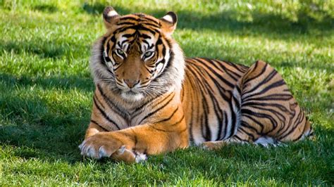 Tiger Grabs Mans Arm At Florida Zoo Youtube