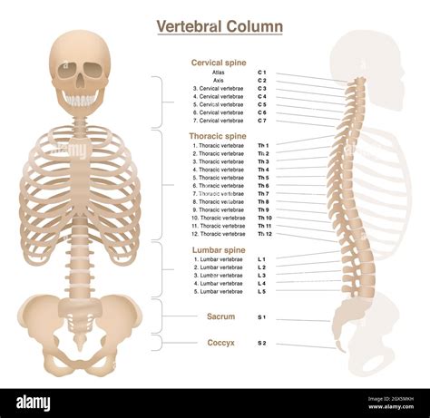 The Vertebral Column Chart X Human Spine Thoracic Vrogue Co