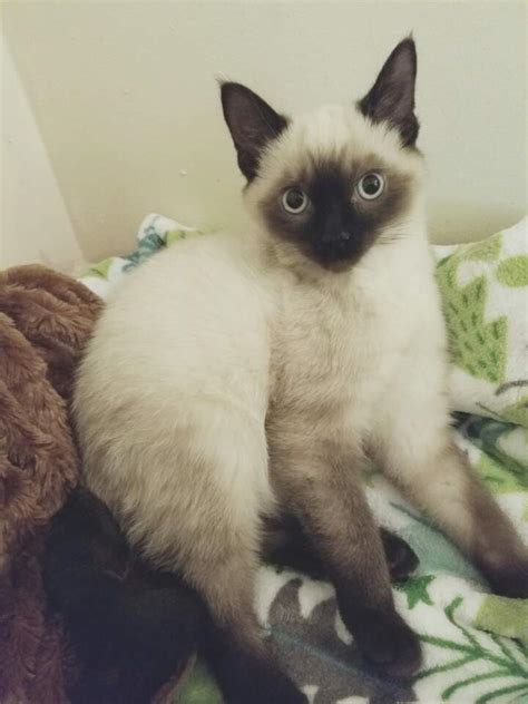 Once a kitten's eyes have developed completely, by about 3 months of age, his eyes should be done changing color. Change of Eye Color in a Siamese Cat