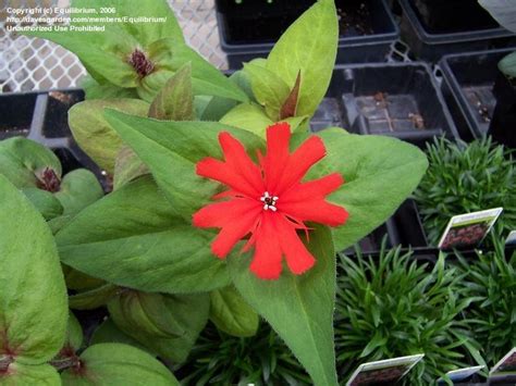 Maybe you would like to learn more about one of these? PlantFiles Pictures: Arkwright's Campion 'Orange Gnome ...