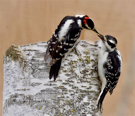 Hairy Woodpecker Audubon Field Guide