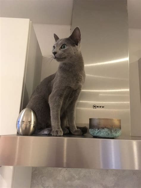 A Gray Cat Sitting On Top Of A Stainless Steel Shelf