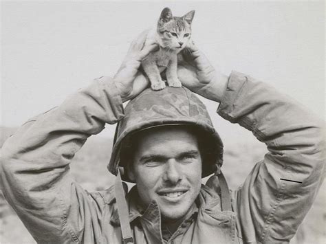 Cats Once Served As Important Members Of The Us Navy Old Photographs