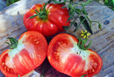 Talkin Tomatoes With Helene Oxheart Tomato