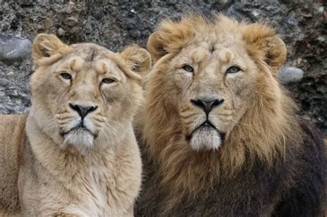 Lions - Lions Photo (43874313) - Fanpop