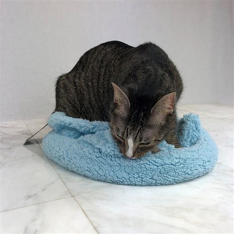 Blancat Calming Cat Blanket Bed Click Image For More Details This