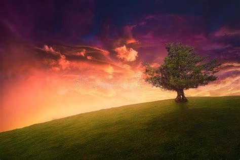 Landscape Background Of Lonely Tree On Hill Stock Photo Image Of