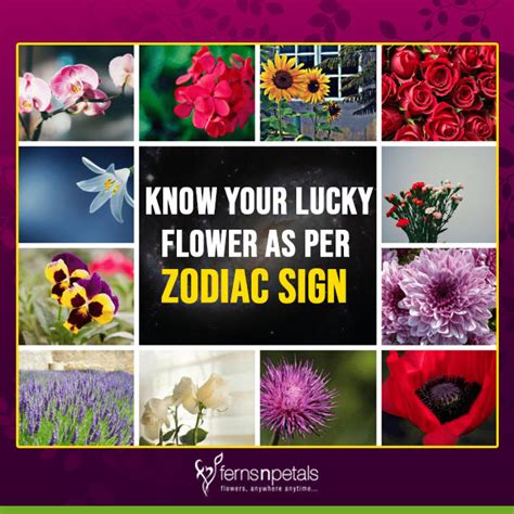 Lily Brooker Flowers According To Zodiac Sign Find The Flower Symbol