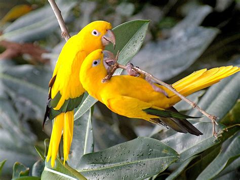 25 Beautiful Love Birds Pictures Incredible Snaps