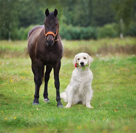 dog breeds  work   horses greenfield puppies