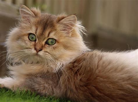 British Longhair Black Golden Ticked Cat Chat Britishlonghair
