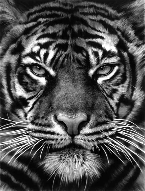 Animality Review Perfectly Beastly Tiger Tattoo Tiger Photography