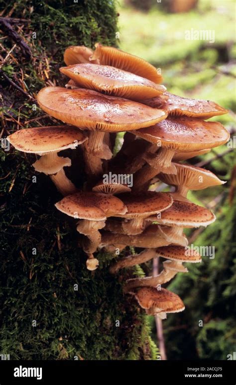 Honey Mushrooms Group Of Honey Mushrooms Armillaria Mellea On A Tree