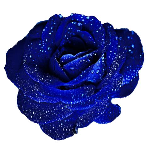 Add A Touch Of Romance With Blue Rose Cliparts