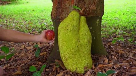 Jackfruit Is The Worlds Largest Tree Born Fruit See How It Measures