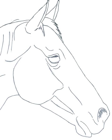 Horse Head Drawing At Getdrawings Free Download