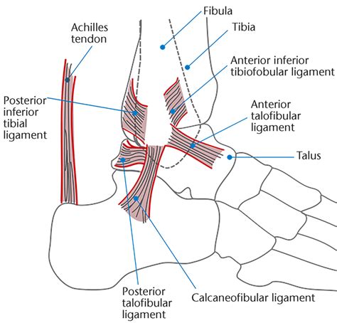 Drawing Showing The Ligaments Of The Lateral Side Of The Ankle