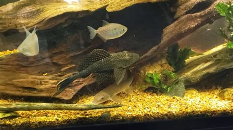 High Fin Spotted Pleco In My Hollow Log Youtube