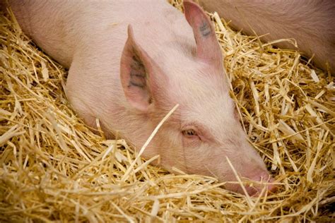 Comprendre l'élevage de porcs en 2 minutes – Port d'Attache
