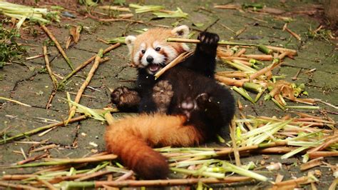 One Month Old Red Panda Triplets Have Just Opened Their Eyes At