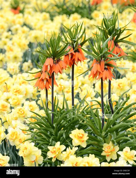 Fritillaria Imperialis In A Flower Bed Full Of Daffodils Stock Photo