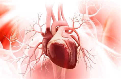 Capas Del Corazón Humano Histología Descripción Y Funciones