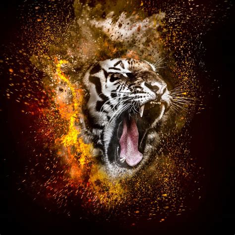Tiger Roar Wallpapers Top Free Tiger Roar Backgrounds Wallpaperaccess