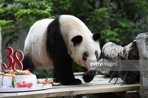 Happy Birthday Panda Photos And Premium High Res Pictures Getty Images