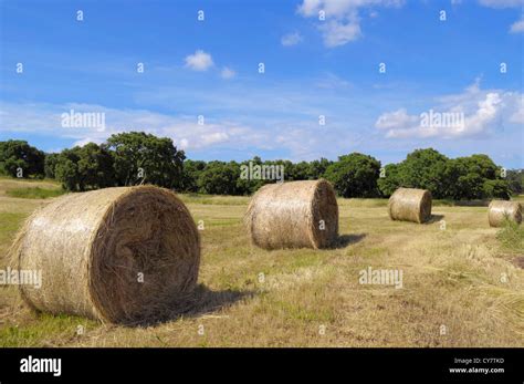 Freshly Cut Field With Hay Bails Stock Photo Alamy
