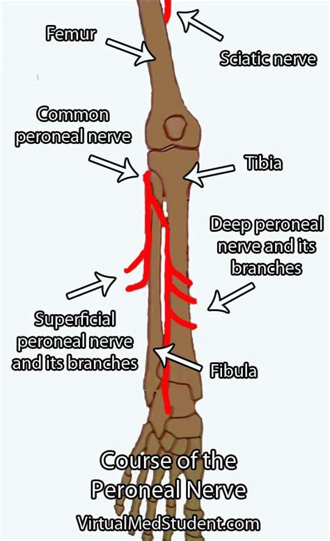Peroneal Nerve