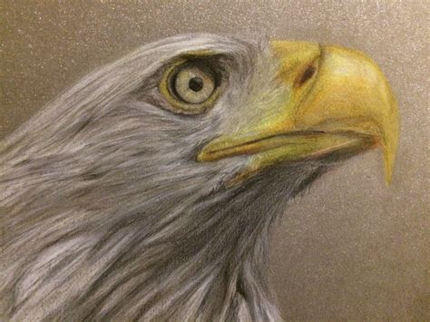 Bald Eagle Coloured Pencil Drawing Color Pencil Drawing Nature Art