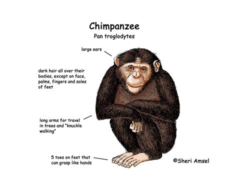 🎉 Teaching Chimps Sign Language Animals 2019 01 26