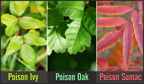 Identifying Poison Ivy Poison Oak And Poison Sumac Hudson Valley